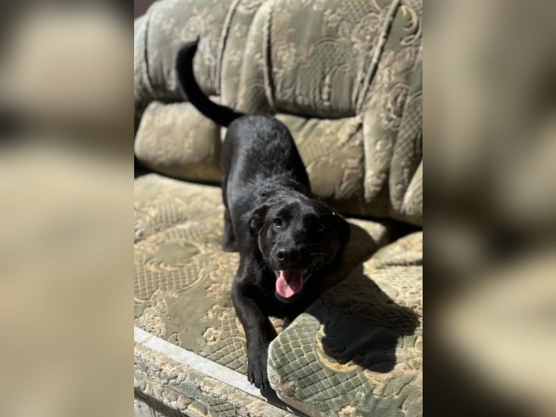 TYSON - abenteuerlustiger Junghund sucht seine Familie