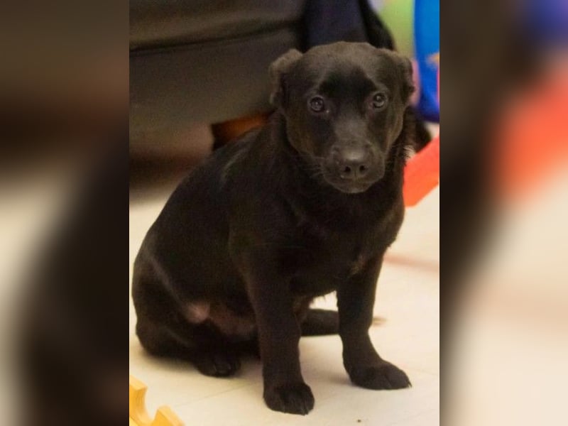 TYSON - abenteuerlustiger Junghund sucht seine Familie