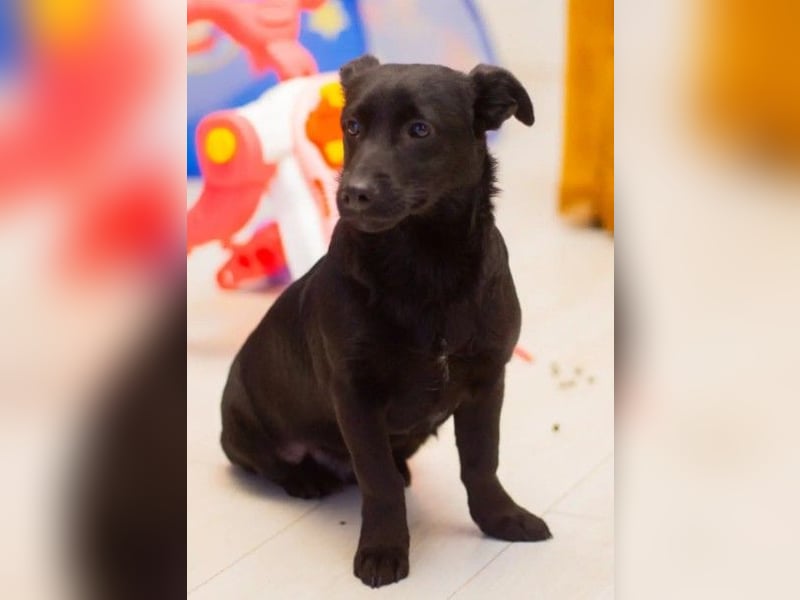 TYSON - abenteuerlustiger Junghund sucht seine Familie