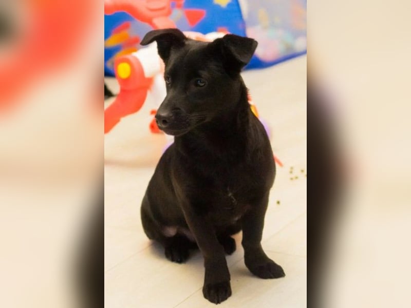 TYSON - abenteuerlustiger Junghund sucht seine Familie