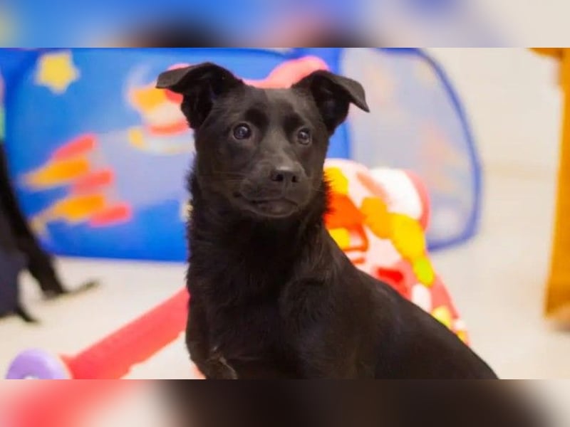 TYSON - abenteuerlustiger Junghund sucht seine Familie