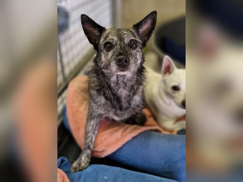 Luna und Flocki suchen ein gemeinsames Zuhause