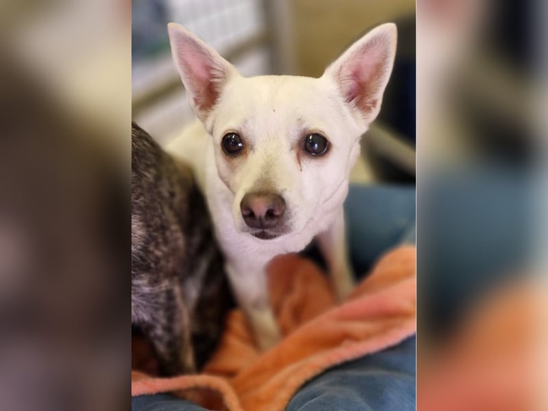 Luna und Flocki suchen ein gemeinsames Zuhause