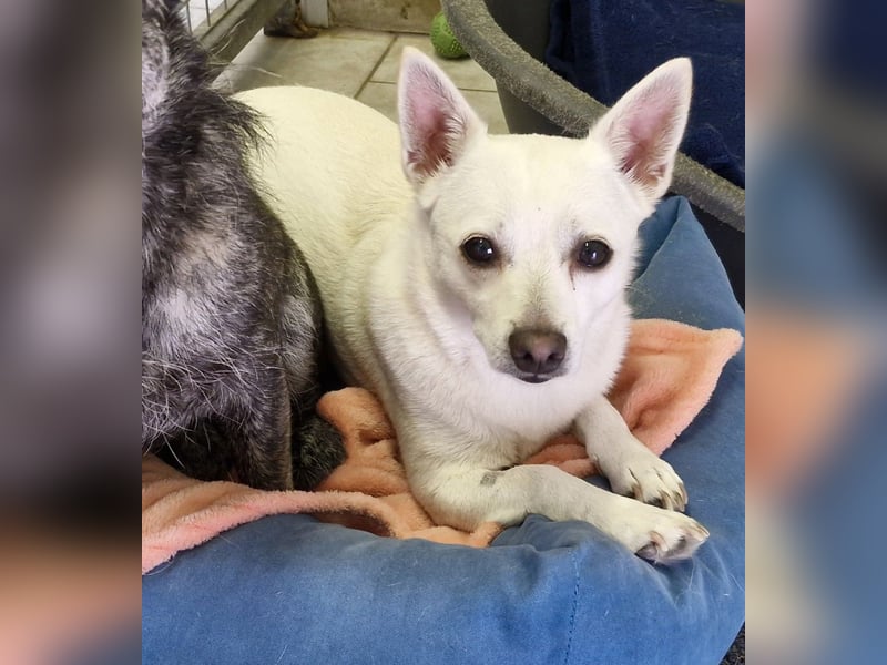 Luna und Flocki suchen ein gemeinsames Zuhause