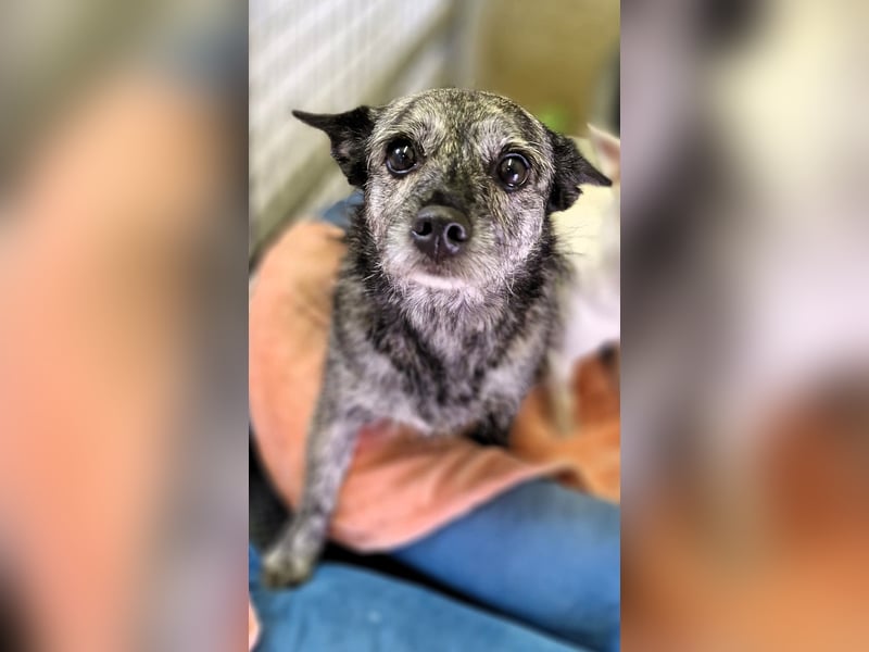 Luna und Flocki suchen ein gemeinsames Zuhause