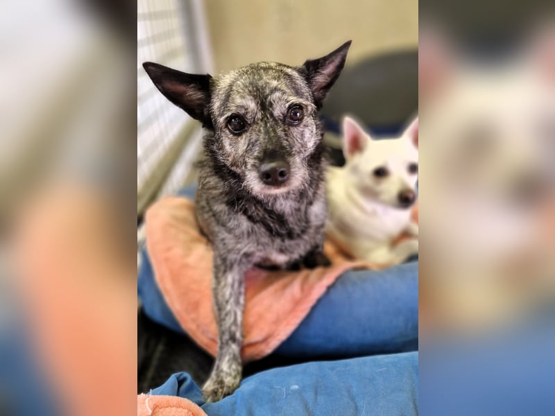 Luna und Flocki suchen ein gemeinsames Zuhause
