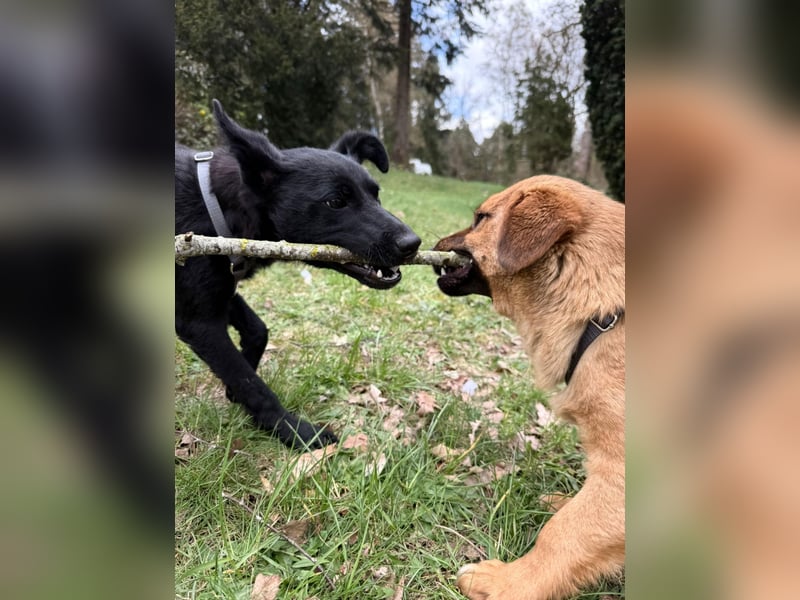 Hundekind Livia sucht von Kaltenkirchen aus ihr Für-Immer-Zuhause