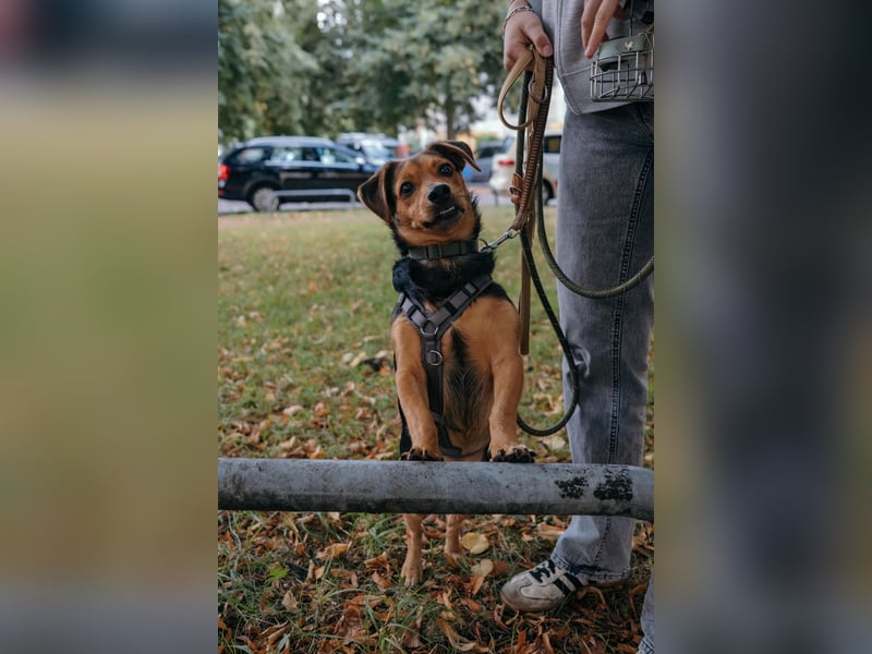 Aiko auf Pflegestelle in Rostock