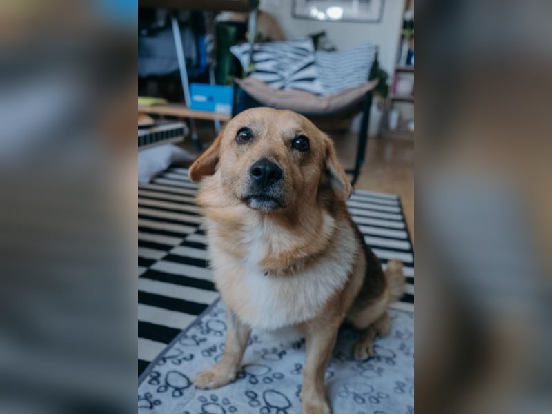 Maxi auf Pflegestelle in Rostock