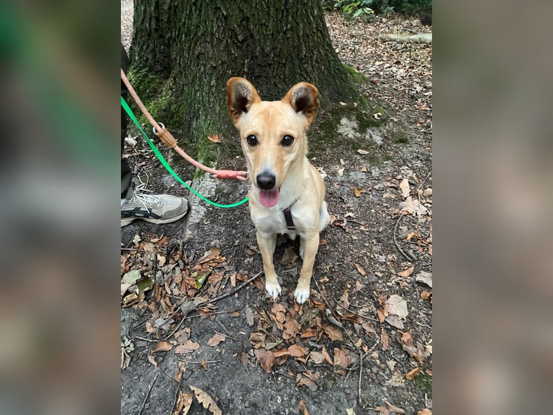 Oliver auf Pflegestelle in Bochum