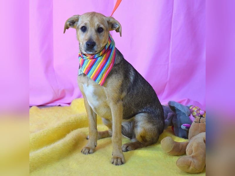 Junge Jenta auf der Suche nach ihrem Für-Immer-Zuhause