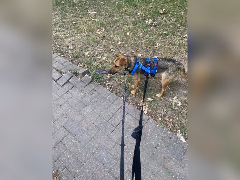 Skye auf Pflegestelle in Leipzig