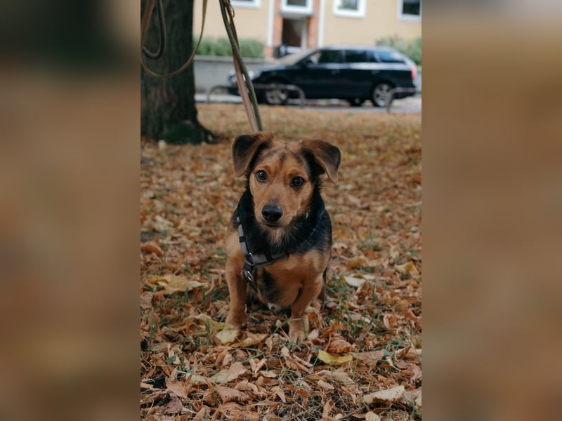 Aiko auf Pflegestelle in Rostock