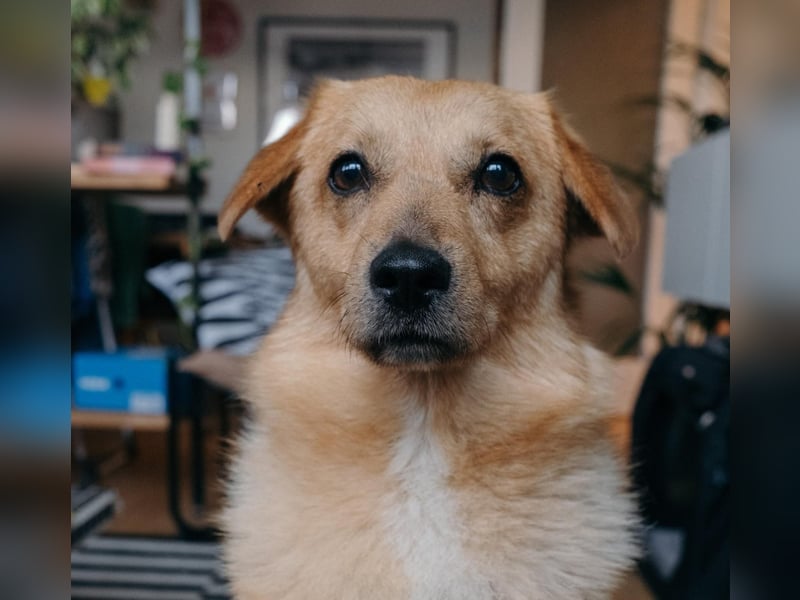 Maxi auf Pflegestelle in Rostock