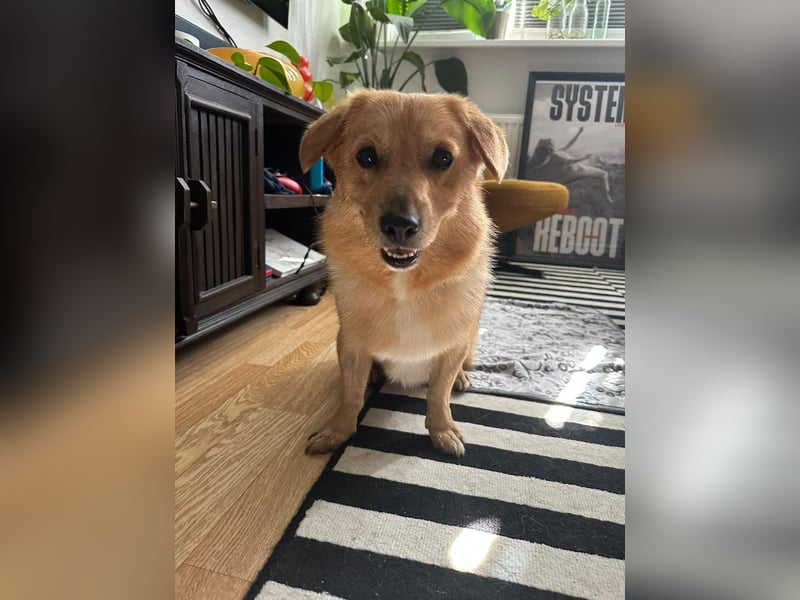 Maxi auf Pflegestelle in Rostock