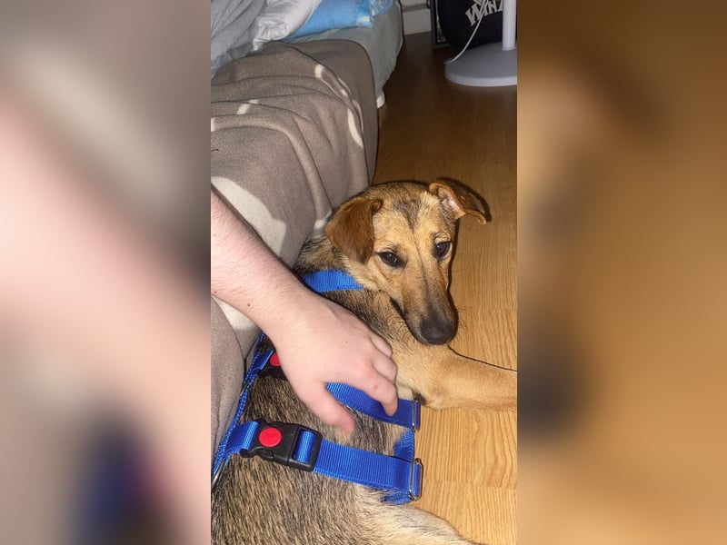 Skye auf Pflegestelle in Leipzig