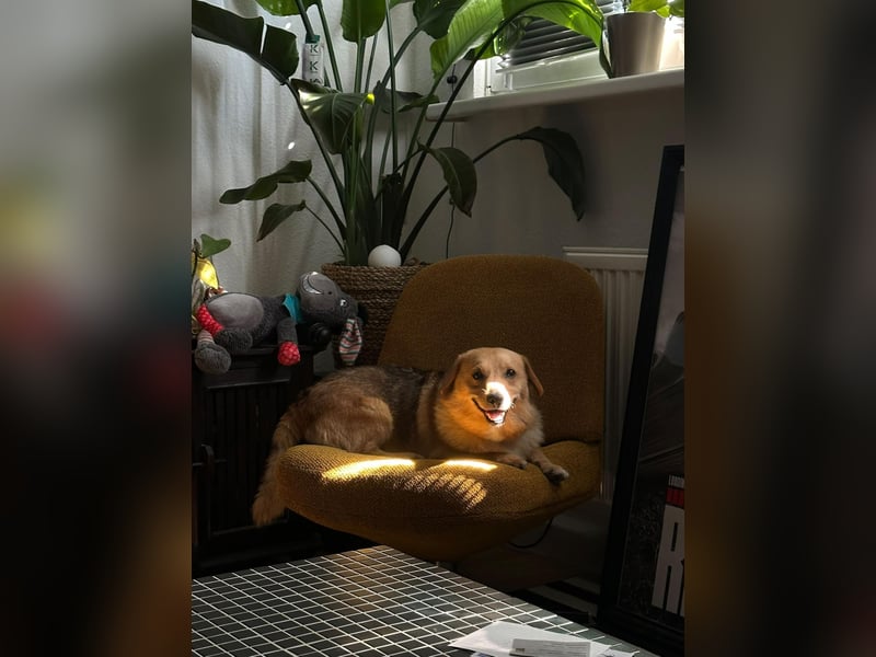 Maxi auf Pflegestelle in Rostock