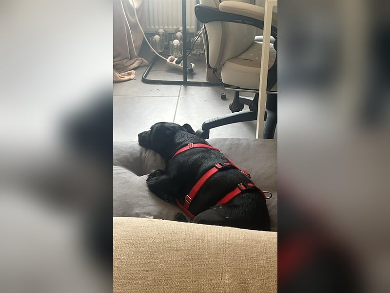 Bill auf Pflegestelle östlich von Hamburg
