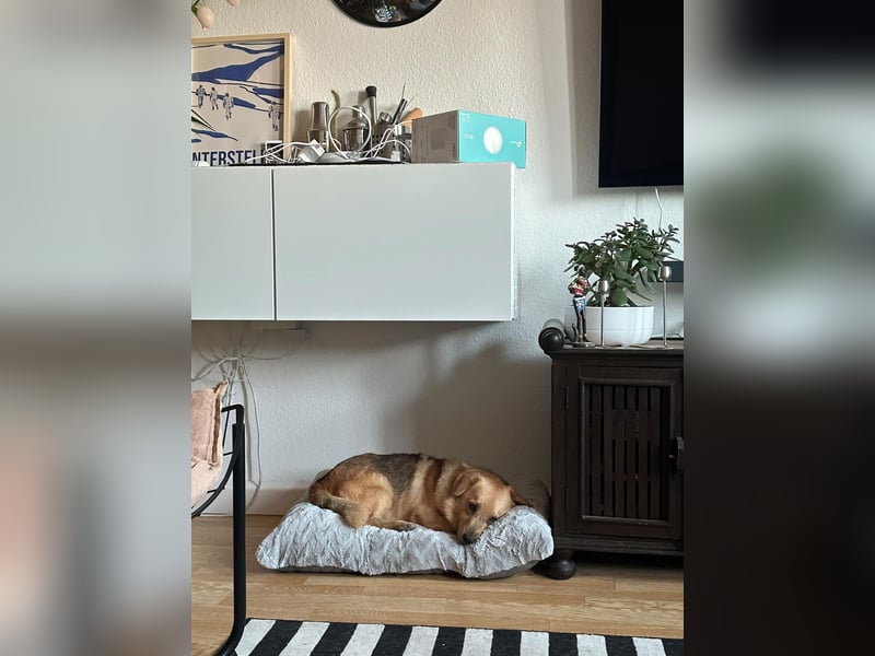 Maxi auf Pflegestelle in Rostock
