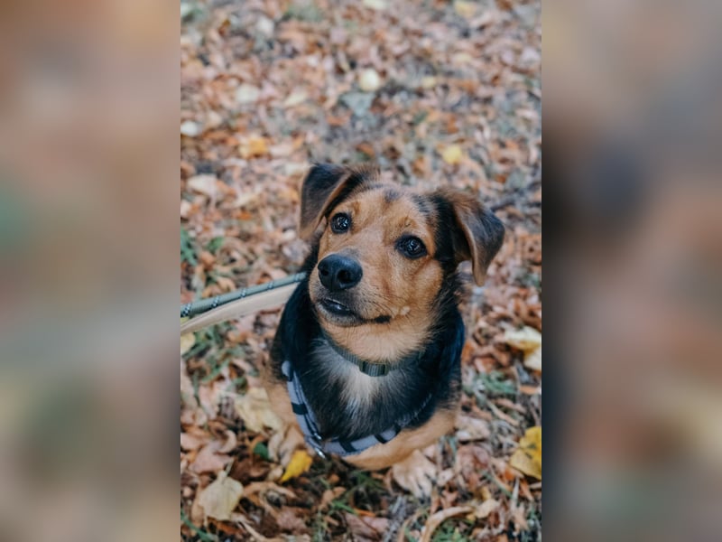 Aiko auf Pflegestelle in Rostock