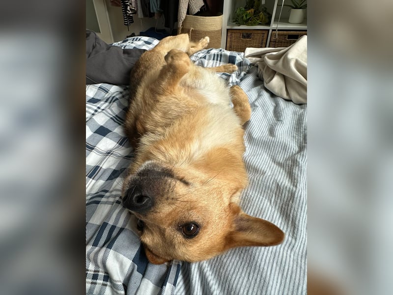 Maxi auf Pflegestelle in Rostock