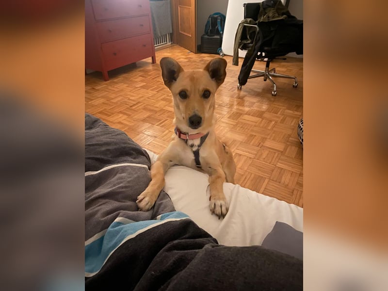 Oliver auf Pflegestelle in Bochum