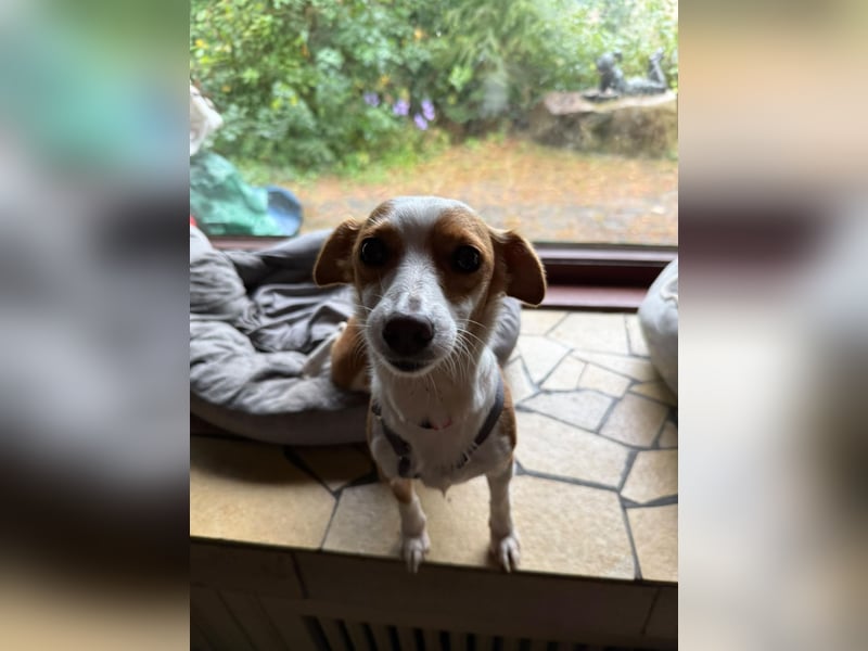 Janka auf Pflegestelle in Seevetal