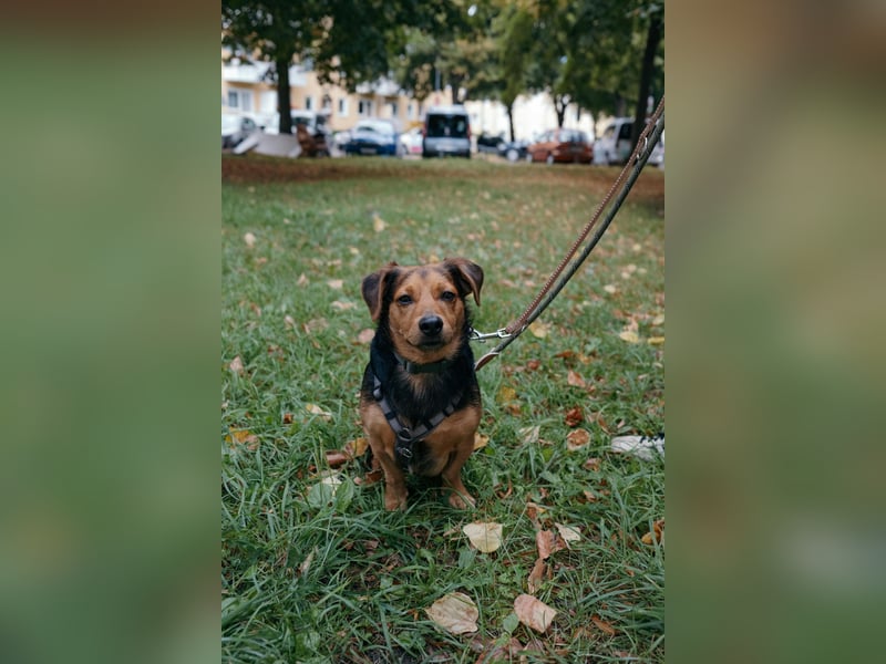 Aiko auf Pflegestelle in Rostock