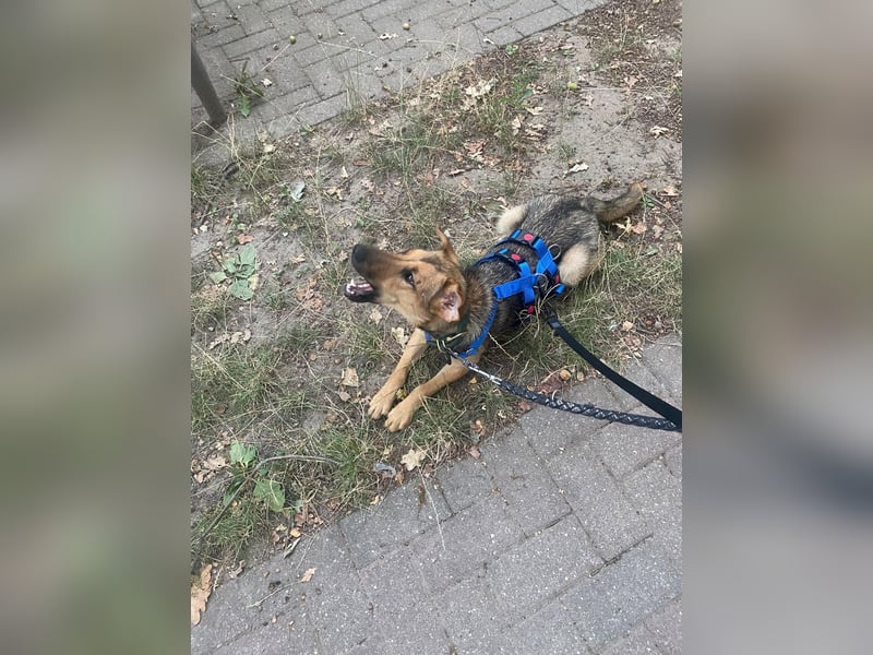 Skye auf Pflegestelle in Leipzig