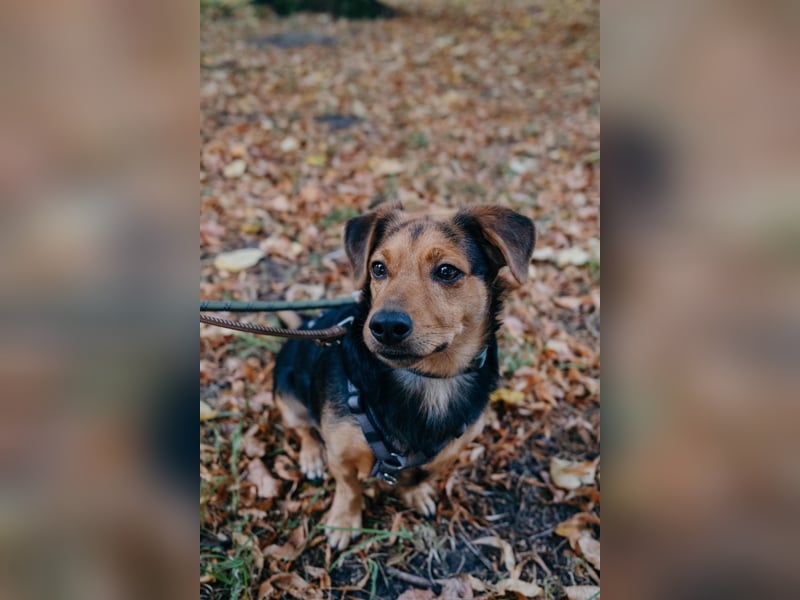 Aiko auf Pflegestelle in Rostock