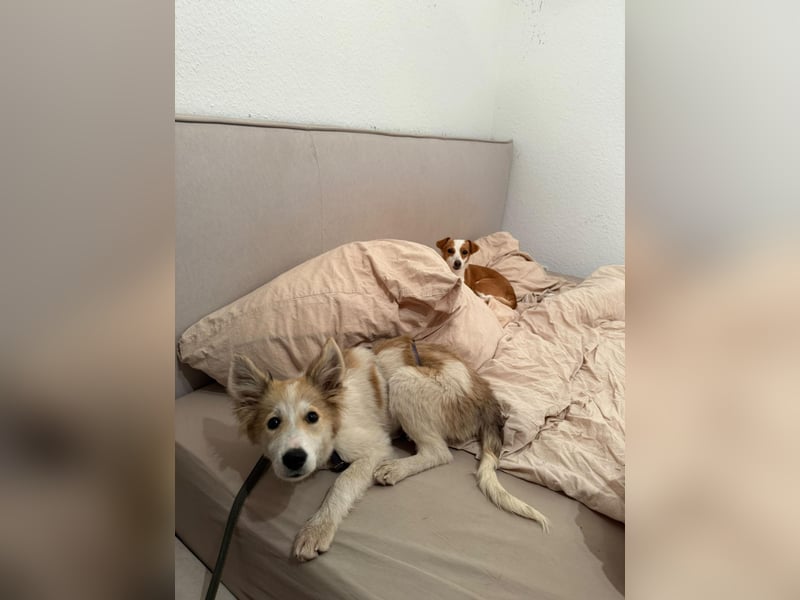 Mersi auf Pflegestelle in Seevetal