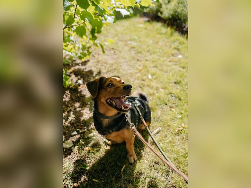 Aiko auf Pflegestelle in Rostock