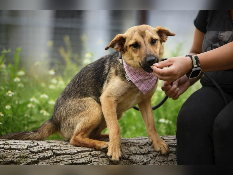 Skye auf Pflegestelle in Leipzig