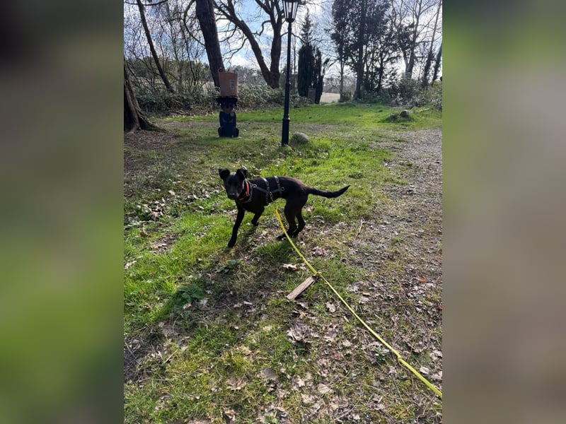 Hundekind Livia sucht von Kaltenkirchen aus ihr Für-Immer-Zuhause