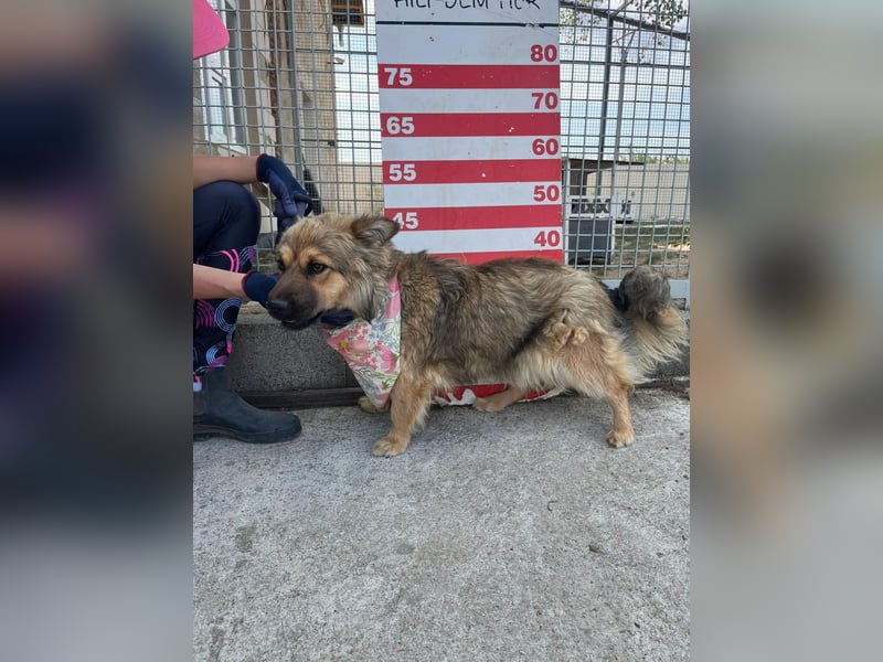 Trixi auf Pflegestelle in Hamburg