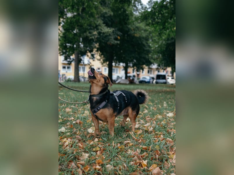 Aiko auf Pflegestelle in Rostock