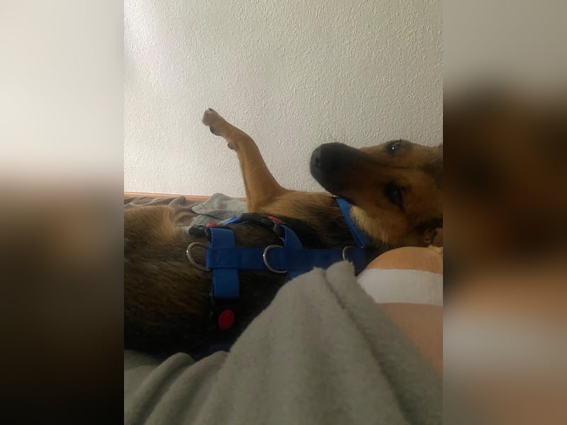 Skye auf Pflegestelle in Leipzig