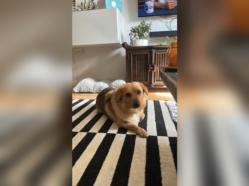 Maxi auf Pflegestelle in Rostock