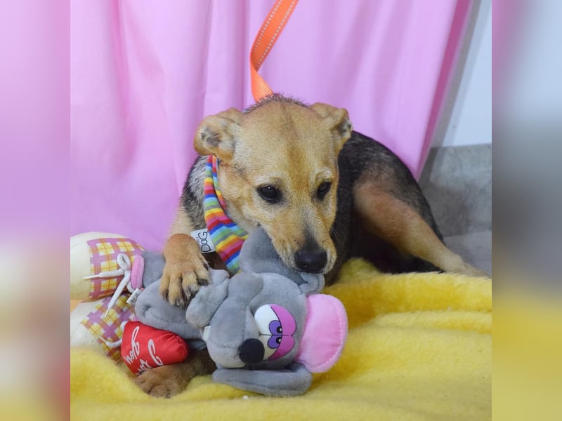 Junge Jenta auf der Suche nach ihrem Für-Immer-Zuhause