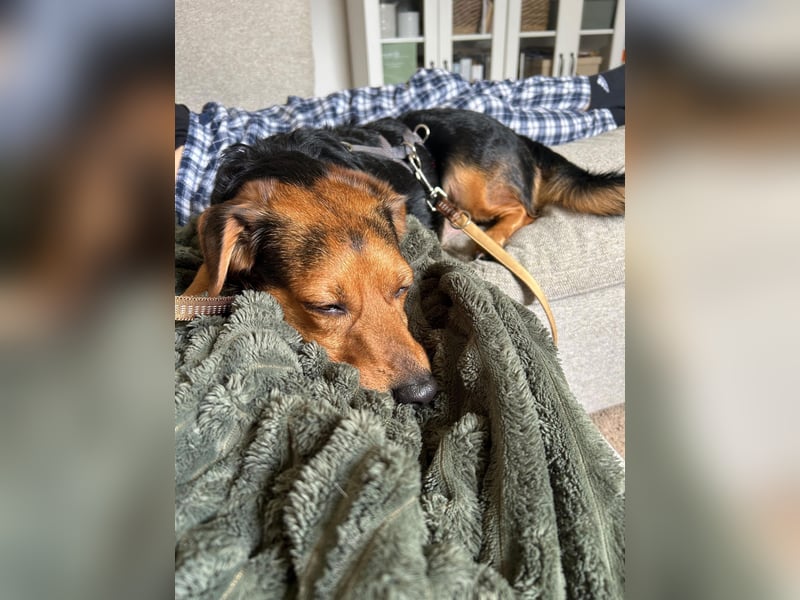Aiko auf Pflegestelle in Rostock