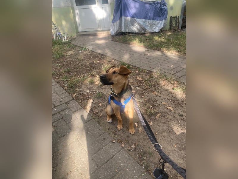 Skye auf Pflegestelle in Leipzig