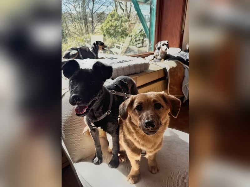 Hundekind Livia sucht von Kaltenkirchen aus ihr Für-Immer-Zuhause