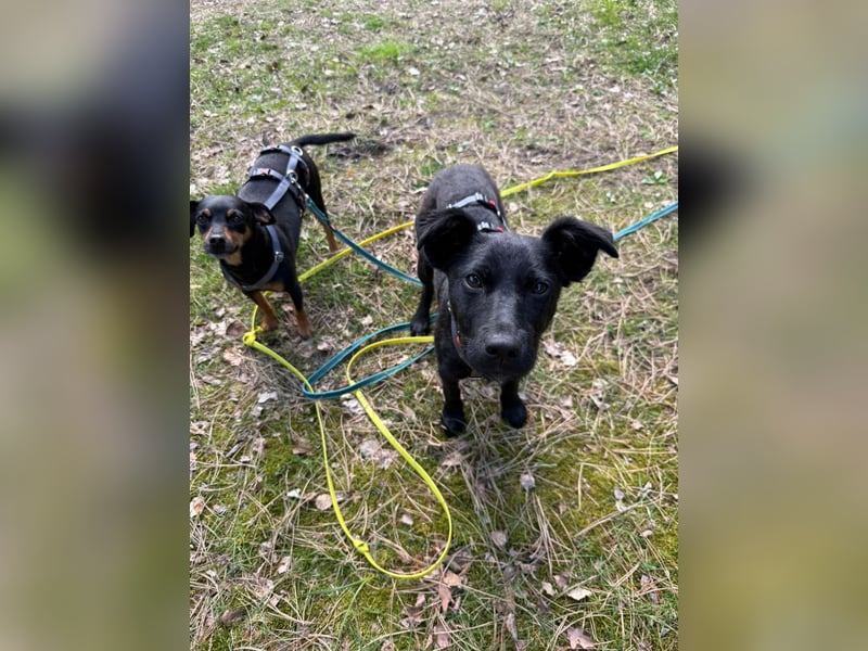 Hundekind Livia sucht von Kaltenkirchen aus ihr Für-Immer-Zuhause