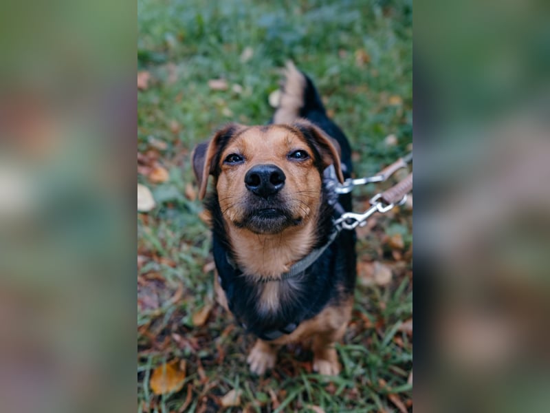 Aiko auf Pflegestelle in Rostock