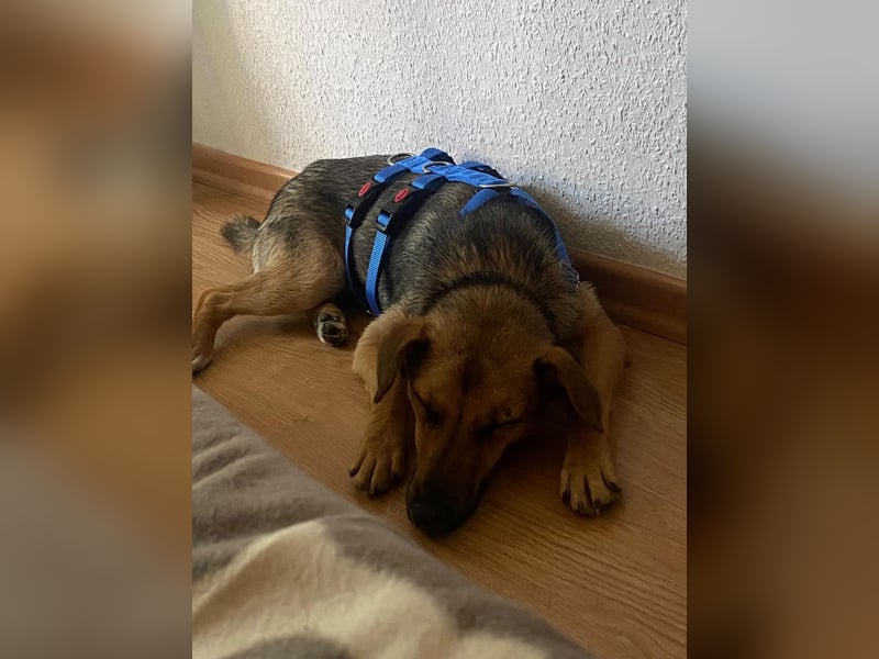 Skye auf Pflegestelle in Leipzig