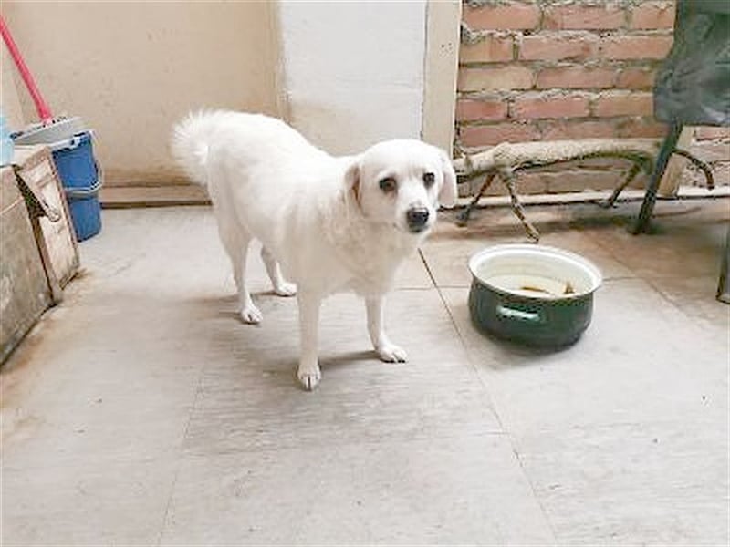 LORA, zuckersüsse, kleine Hummel