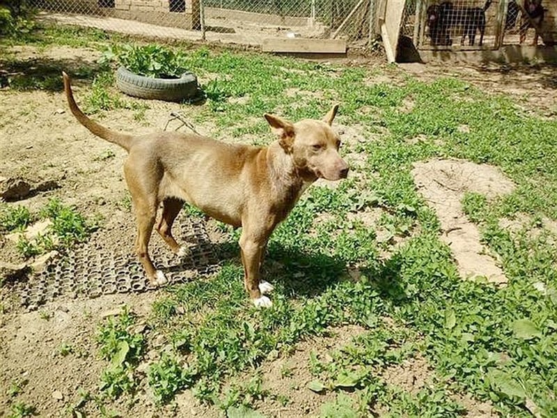 MAZA, supernette Maus