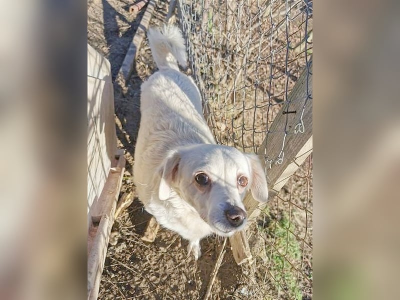 LORA, zuckersüsse, kleine Hummel