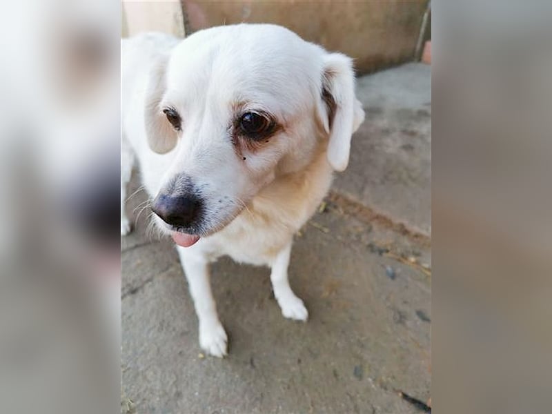 LORA, zuckersüsse, kleine Hummel