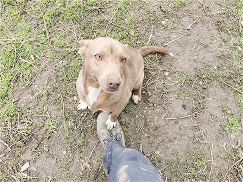 MAZA, supernette Maus